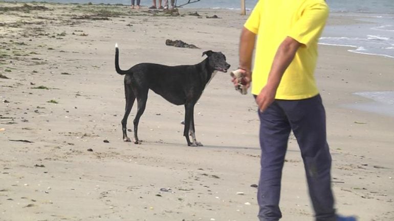 Perro en la playa de A Calzoa en Vigo.