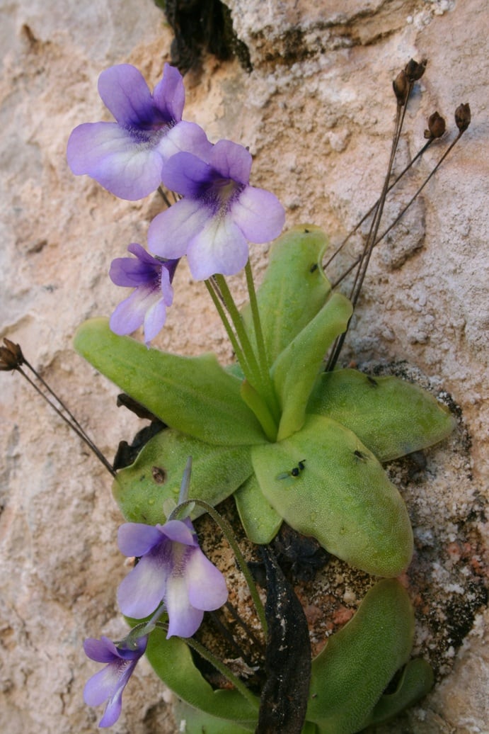 Pinguicula casperiana.