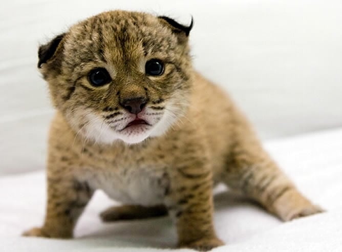 En El Acebuche, Doñana, están de enhorabuena. Con estos cachorros son ya 27 los nacidos que sobreviven.- Es el quinto año consecutivo en el que se logra la reproducción del felino