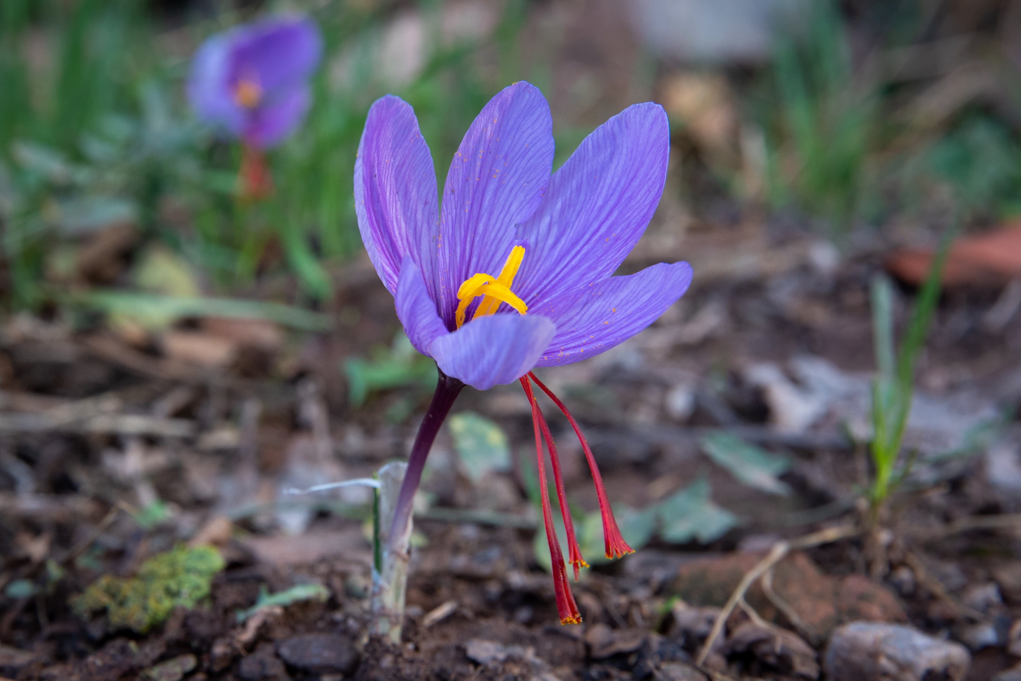 Vista de la flor de azafrán, conocido también como oro rojo. Sus flores aparecen entre octubre y noviembre. La especia se consigue secando los tres estigmas del pistilo de la flor Crocus sativus. Se trata de una especia que se ha usado desde hace miles de años, sobre todo como condimento, pero también como tinte, fragancia e incluso como remedio natural.