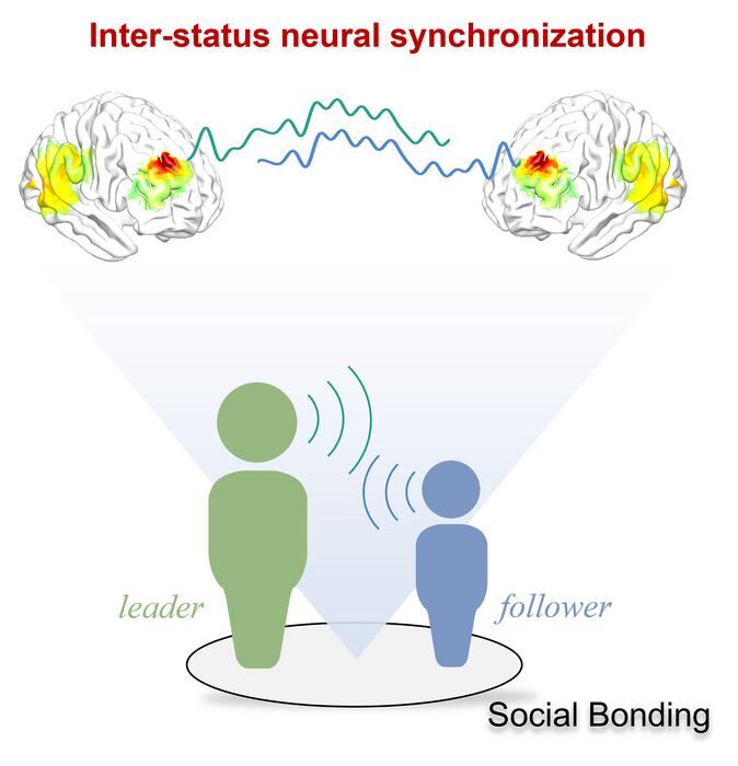 El vínculo social mejora el intercambio de información y sincroniza las actividades cerebrales entre el líder del grupo y los seguidores.
CRÉDITO: Jun Ni // CC-BY 4.0,