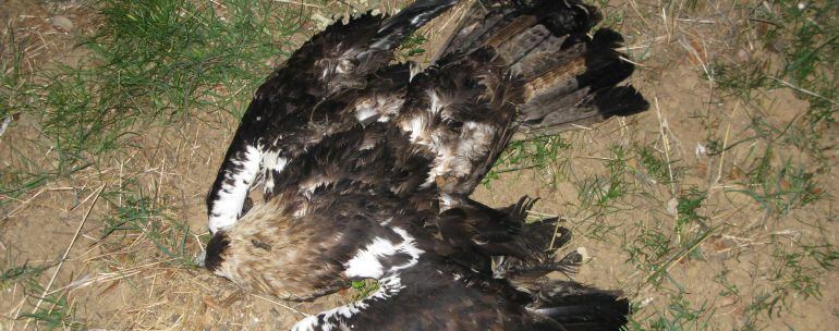 Imagen de una de las águilas imperiales ibéricas encontradas muertas