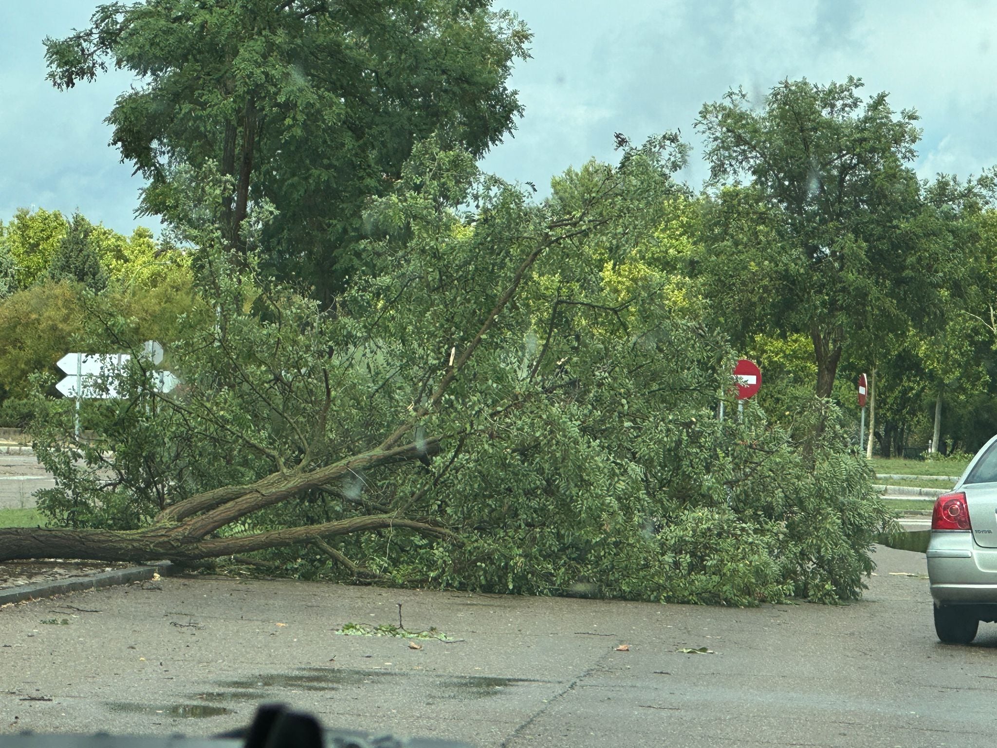 Árbol caído en Aranda