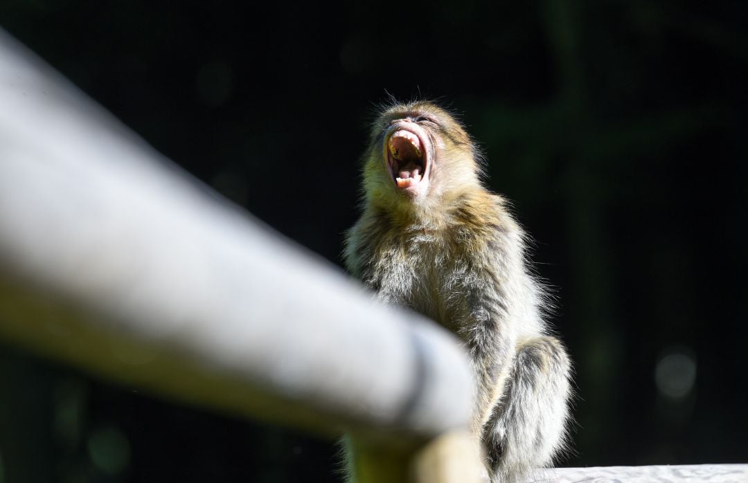 Imagen de un mono, de las especie de los macacos, a la que también pertenece Kalua, el simio que ha herido a 250 personas en India.