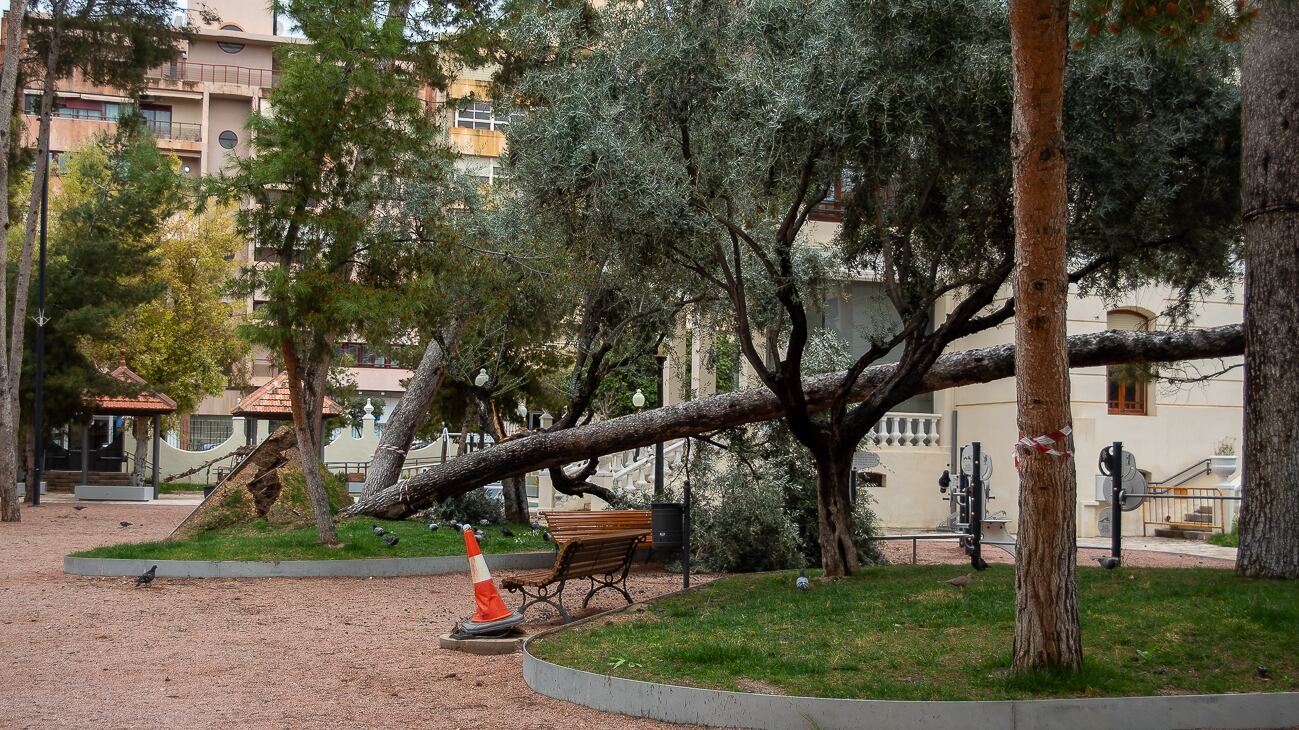 Caída de un árbol en el Jardín de la Música de Elda