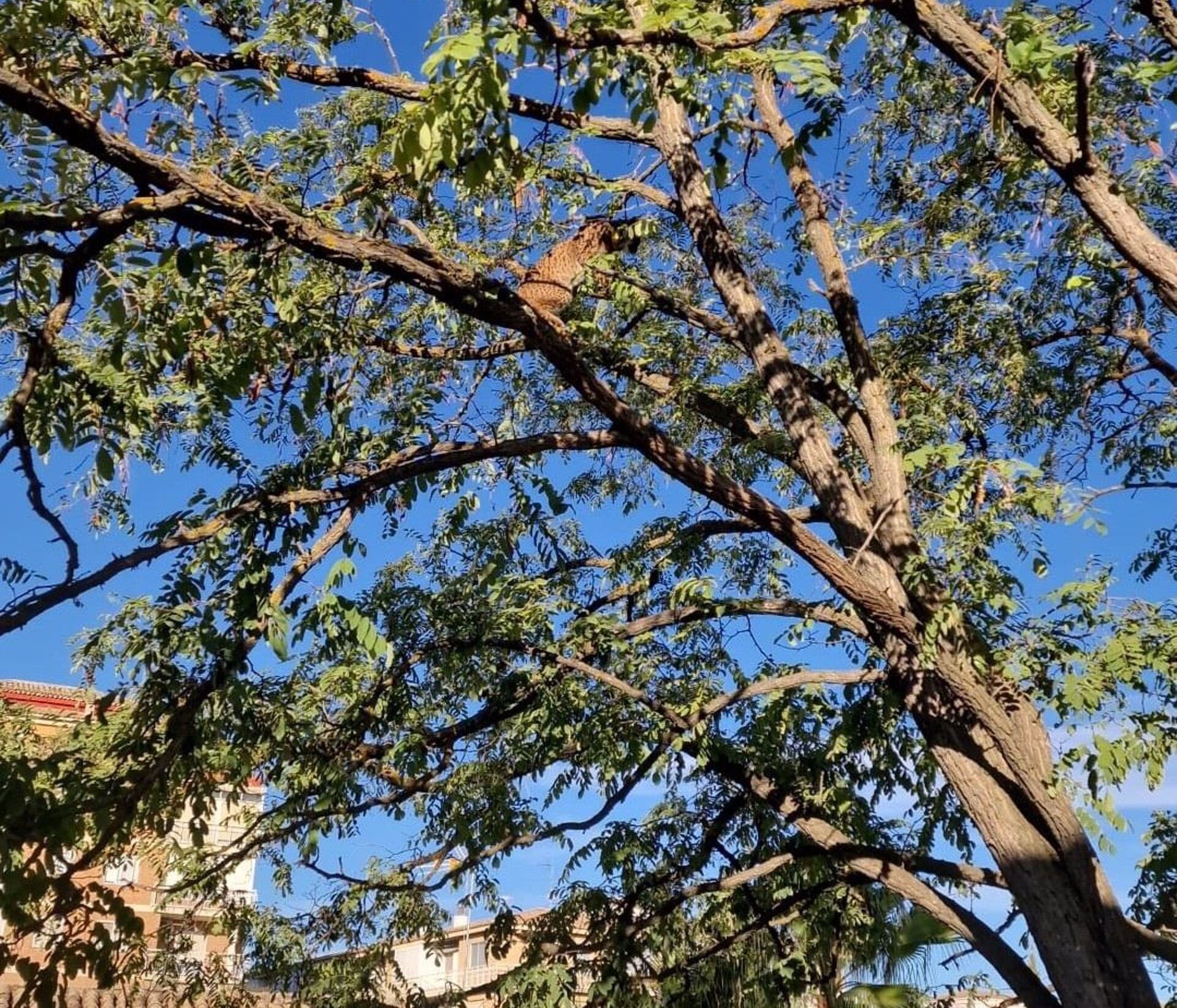 El lince Sotillo encaramado a la rama de un árbol en Úbeda