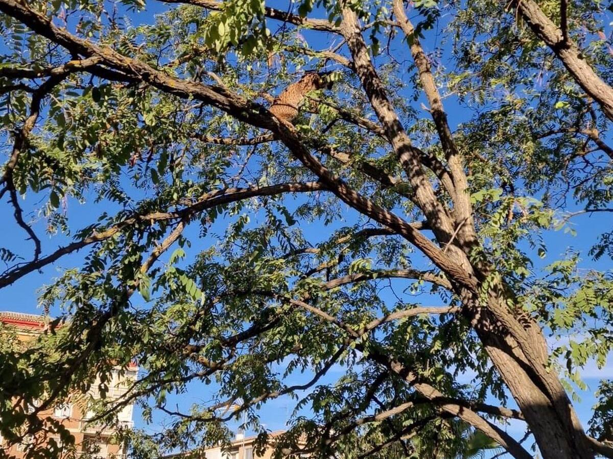 El lince rescatado de un árbol en Úbeda es Sotillo, liberado el año pasado en Iznalloz