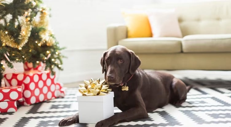 10 regalos originales para mascotas para sorprender esta Navidad