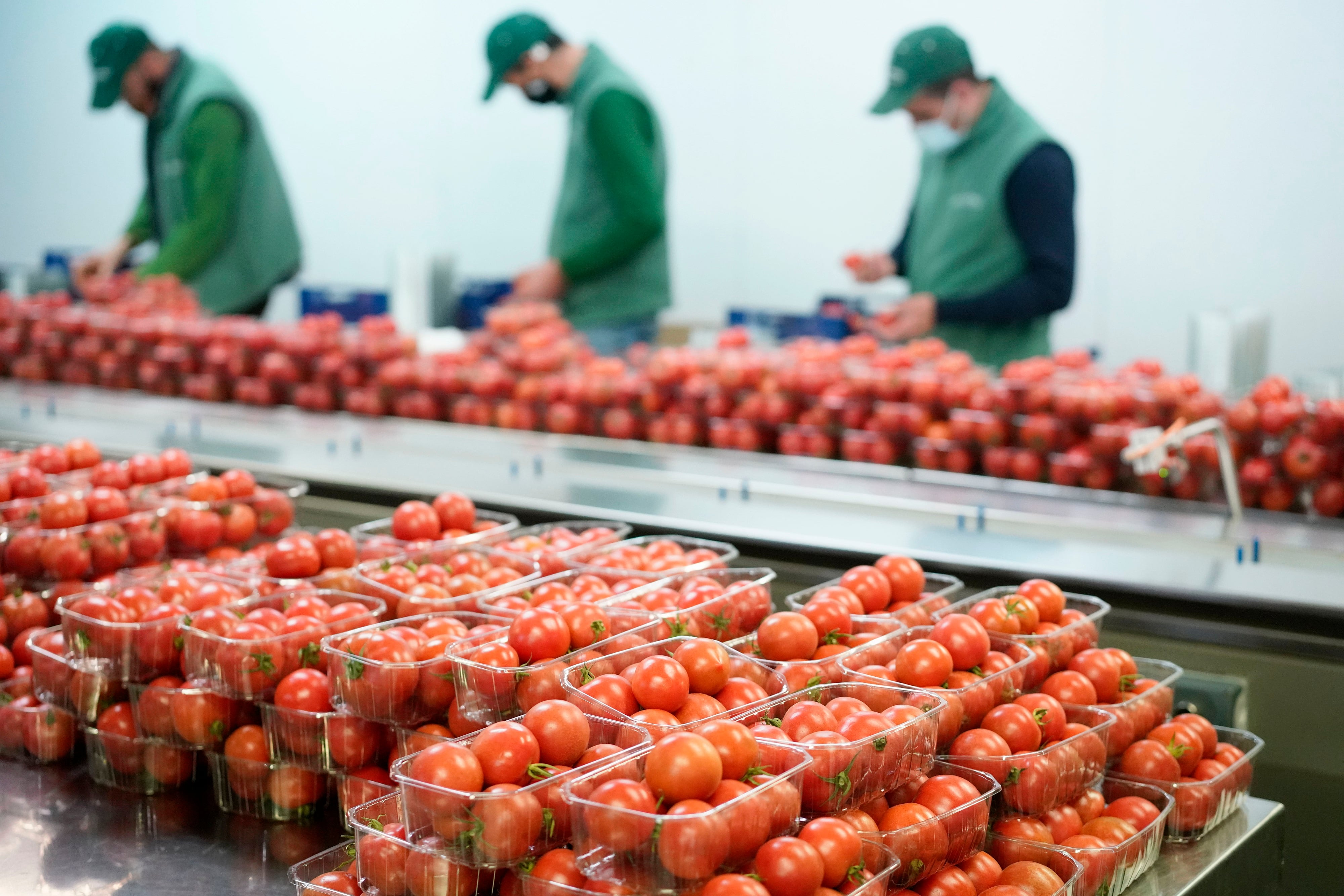 AGROMALLORCA, PTT DE MERCADONA QUE LE PRODUCE TOMATES, CALABACIN BLANCO Y CALABACIN. INSTALACIONES EN MERCAMALLORCA.