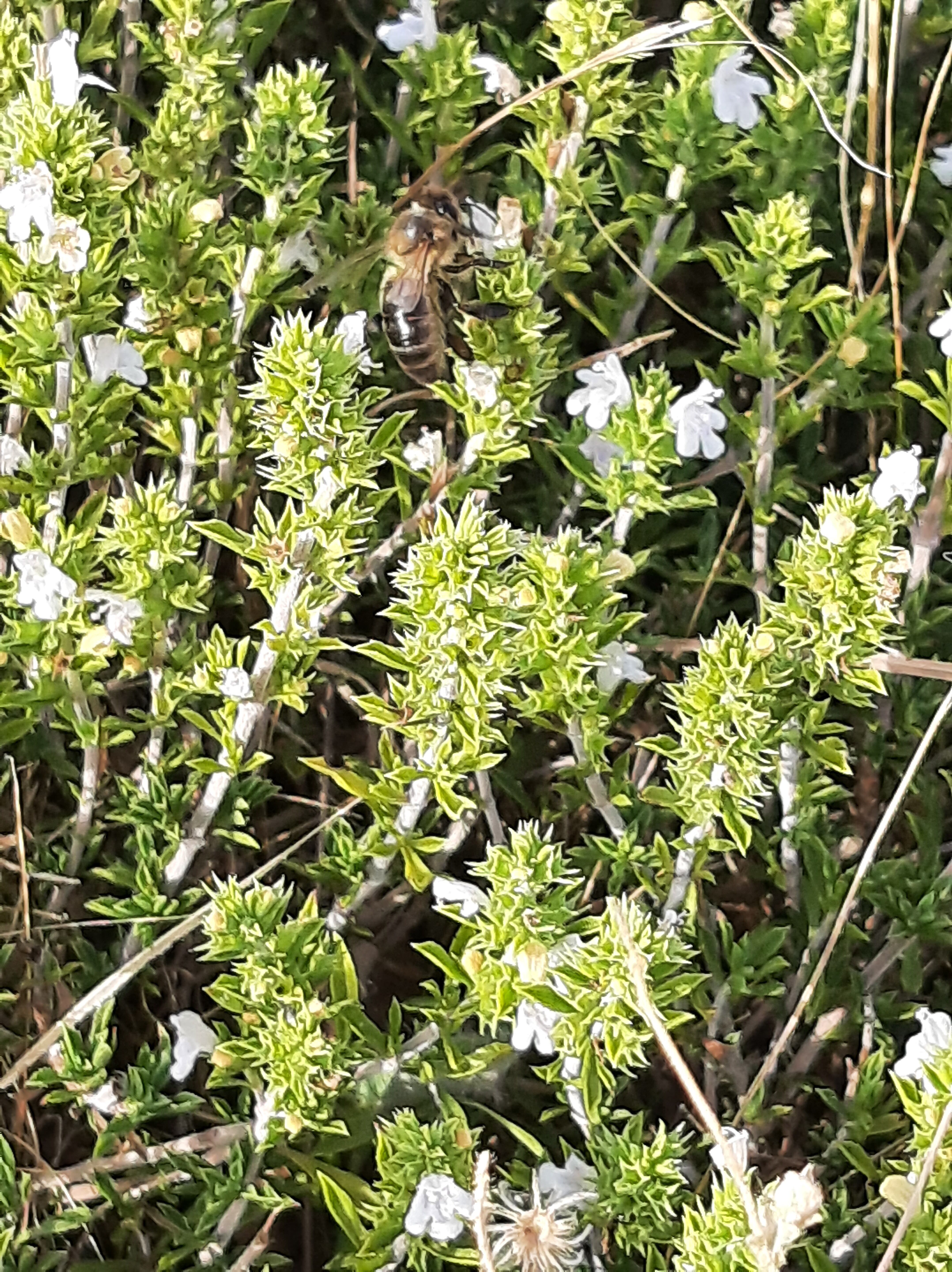 Ajedrea con abeja.