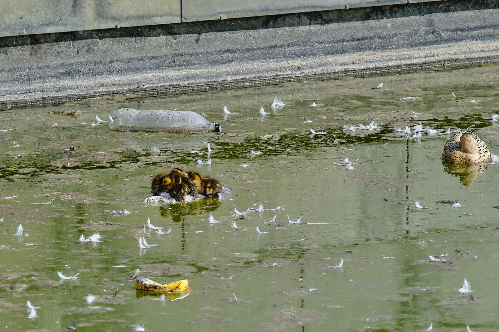 Estado en el que se encuentra el lago del parque de Las Llamas, en fotografía remitida por el grupo municipal socialista
