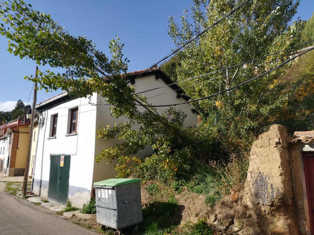 Árbol caido en Barruelo de Santullán (Palencia)