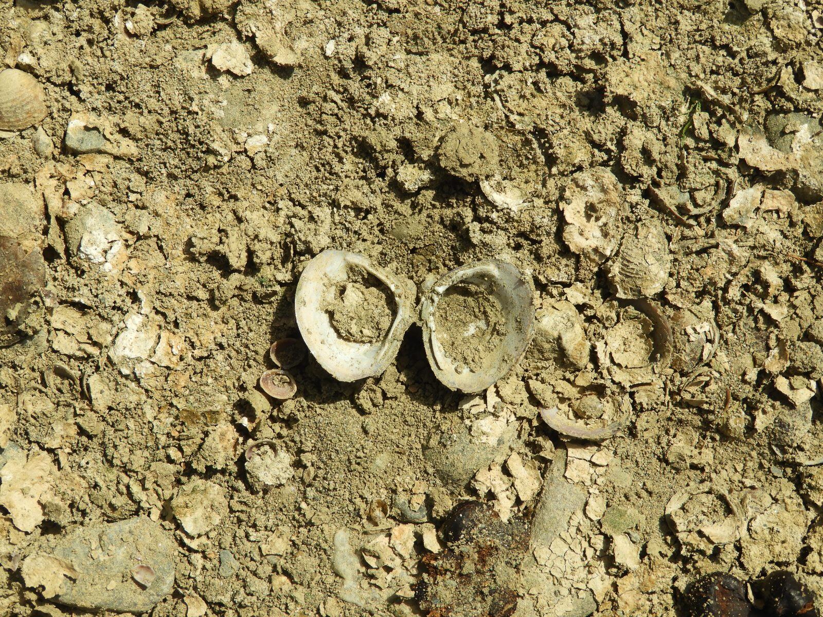Almeja asiática(Río Guadalhorce)/ Corbicula Fluminea