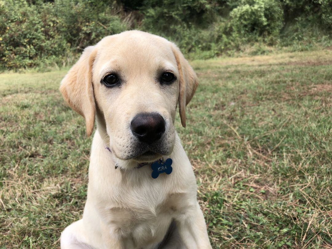 Un animal censat a Girona