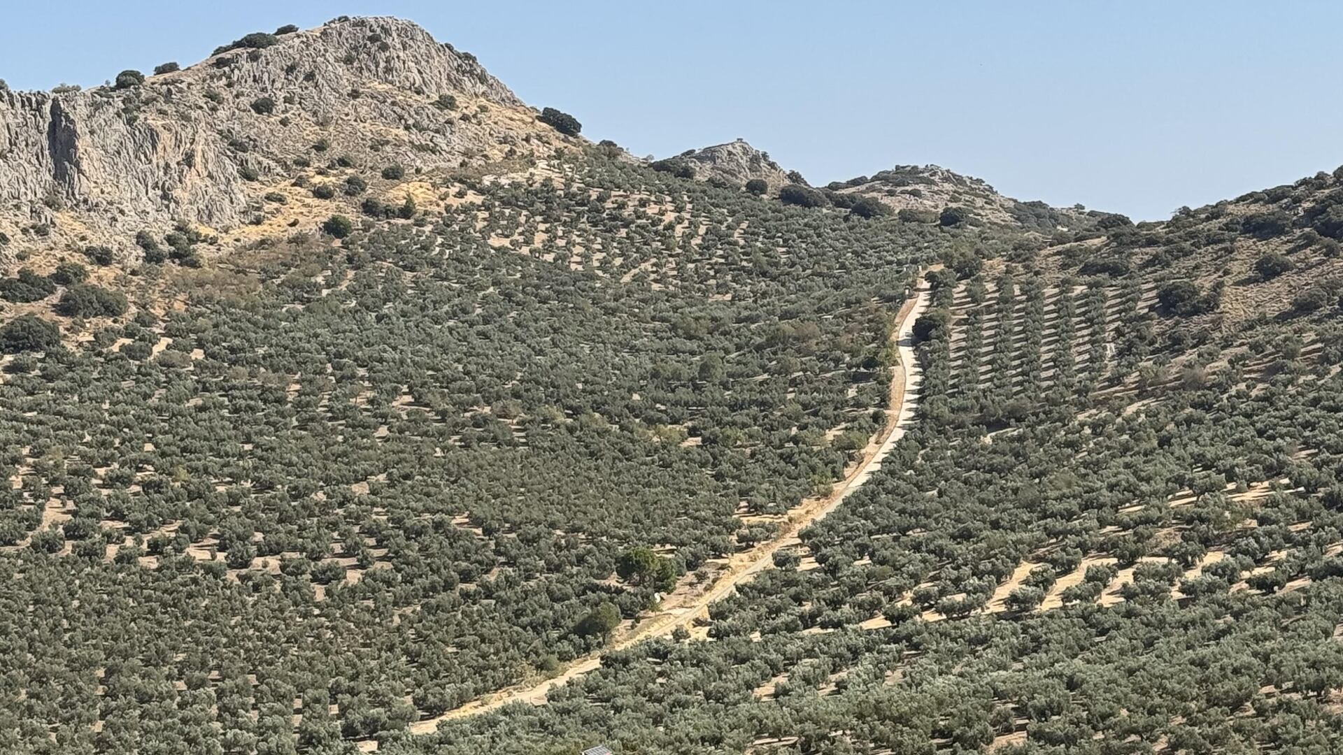 Explotación de olivar situada en Archidona