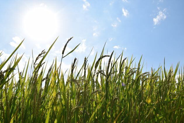 Los arrozales &quot;verdedorados&quot; de Calasparra se preparan para la siega en octubre