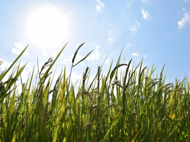 Los arrozales "verdedorados" de Calasparra se preparan para la siega en octubre