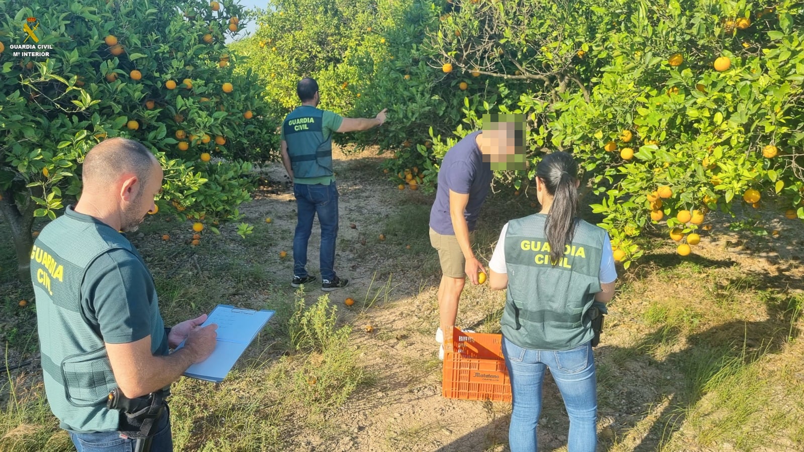 Dos detenidos, 19 investigados y 11.200 kilos de naranjas incautadas en la provincia de Valencia.