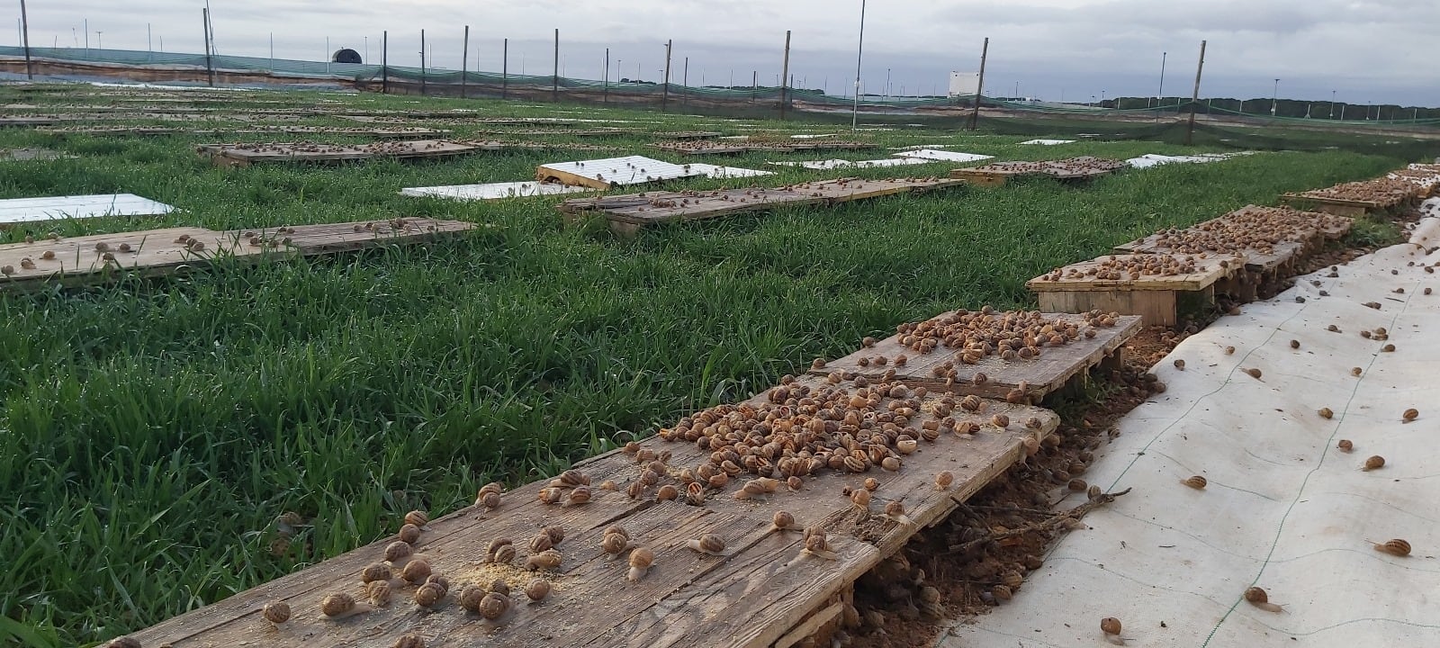 La empresa tiene 7.000 metros cuadrados de instalaciones en El Pedernoso.