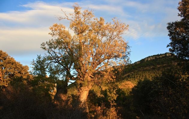 Se puede decir que este es uno de los bosques mágicos de la provincia de Cuenca.