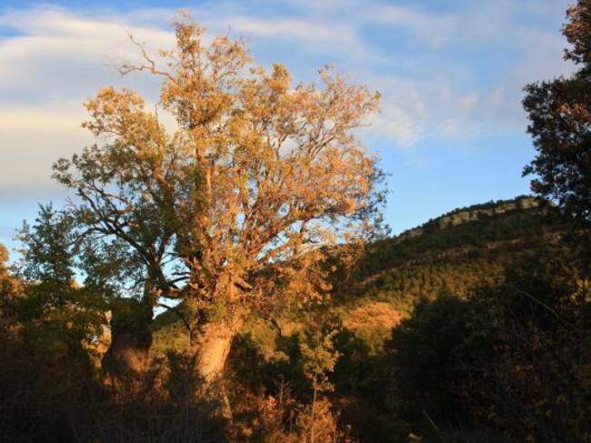 Se puede decir que este es uno de los bosques mágicos de la provincia de Cuenca.