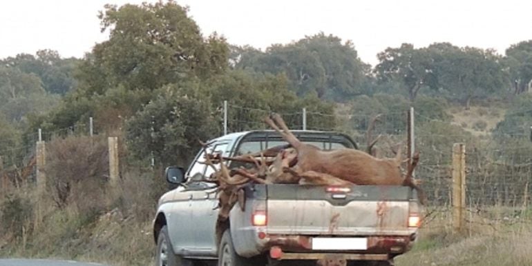 Ciervos abatidos en Monfragüe