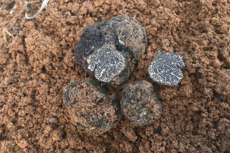 Primeras trufas negras halladas en Zamora