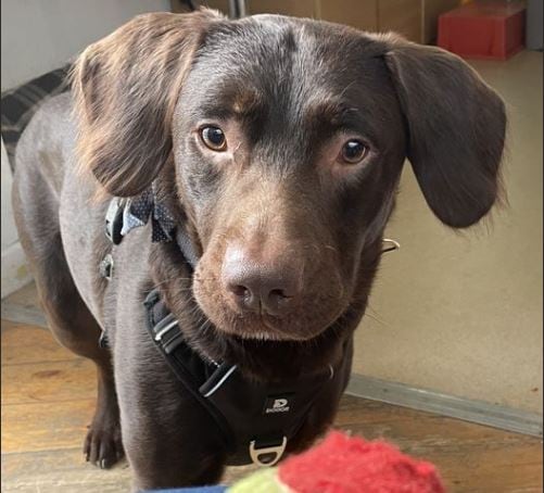 Imagen de Coco, el perro tratado por alcoholismo