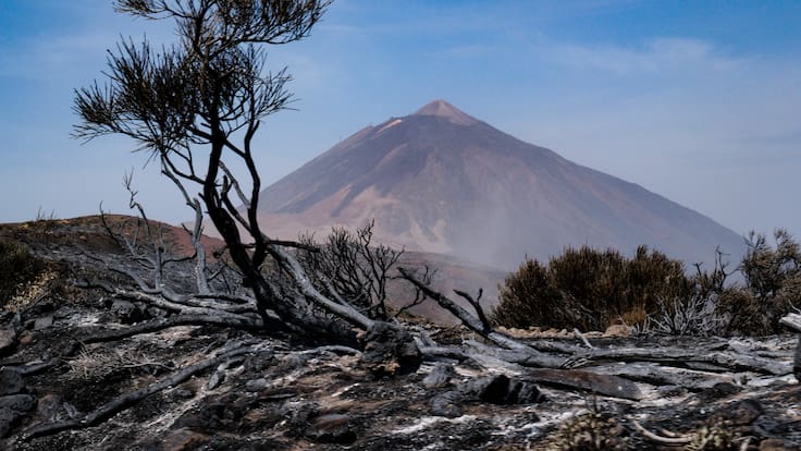 Qué es y en qué se va a invertir el 'céntimo forestal'