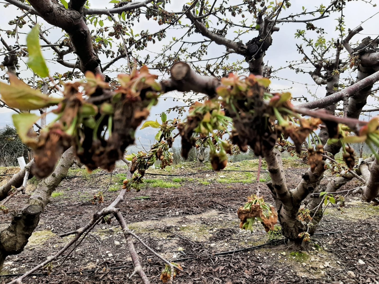 Cosecha perdida de cerezas.