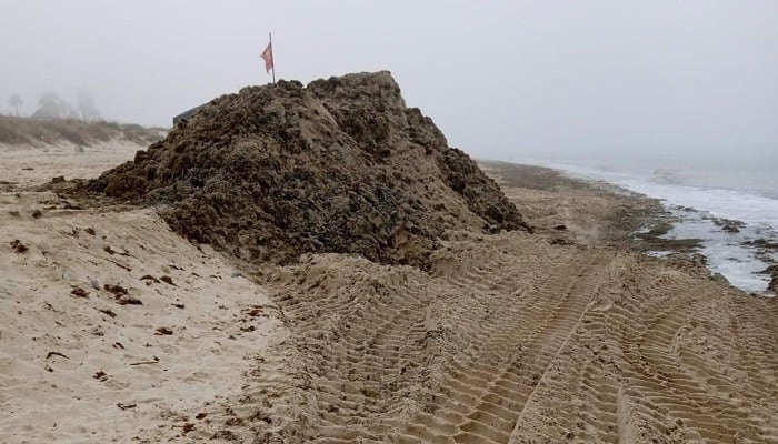 Arribazones de algas en Tarifa