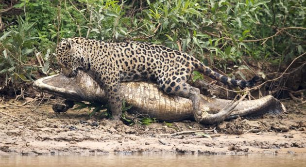 El jaguar consigue sacar al caimán del río.