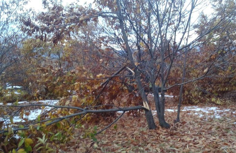 Algunos de los castaños dañados por la nieve en Piornal