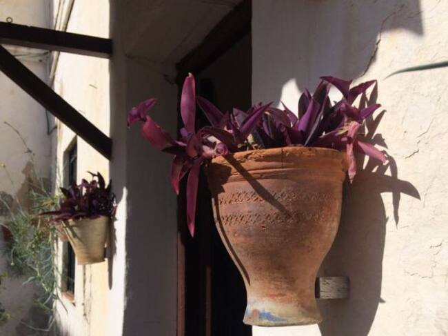 Maceta en la entrada de una de las viviendas