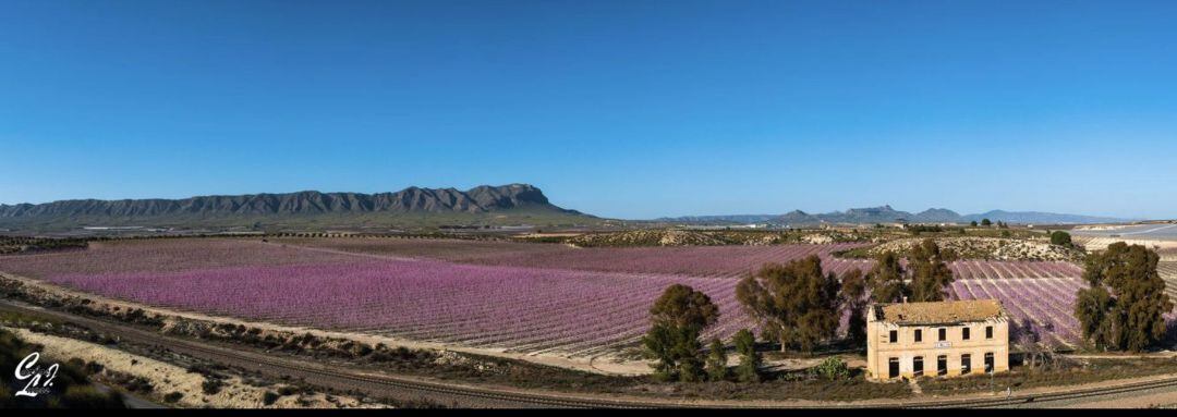 Paraje de Cieza en plena floración