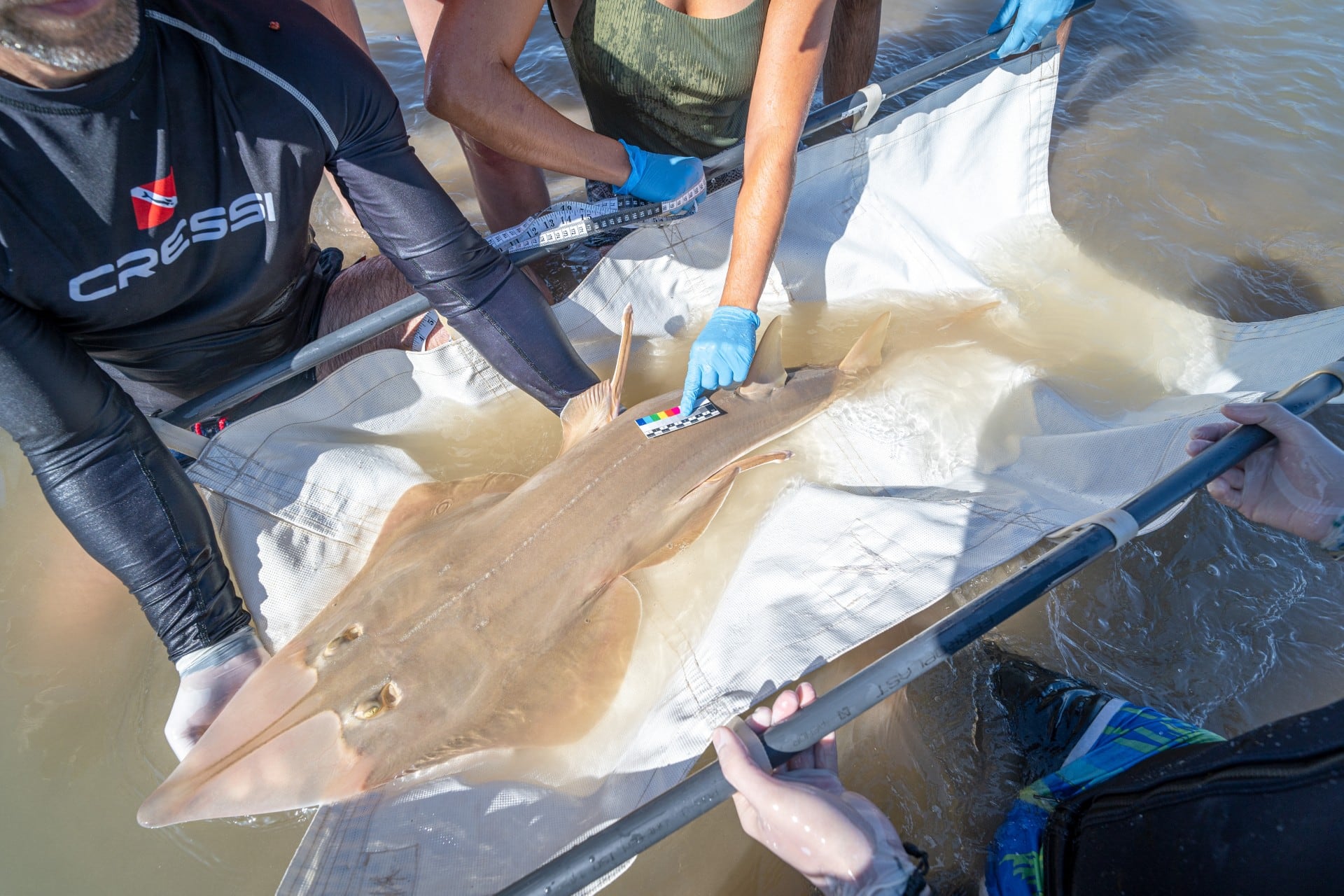 Un pez guitarra en aguas andaluzas