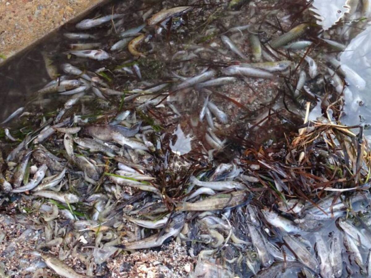 'Salvemos el Mar Menor' entrega 350.000 firmas al gobierno central pidiendo "medidas urgentes" para la laguna