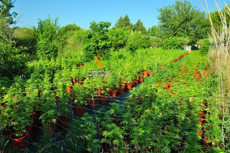 La marihuana incautada por la Guardia Civil en Cártama (Málaga)