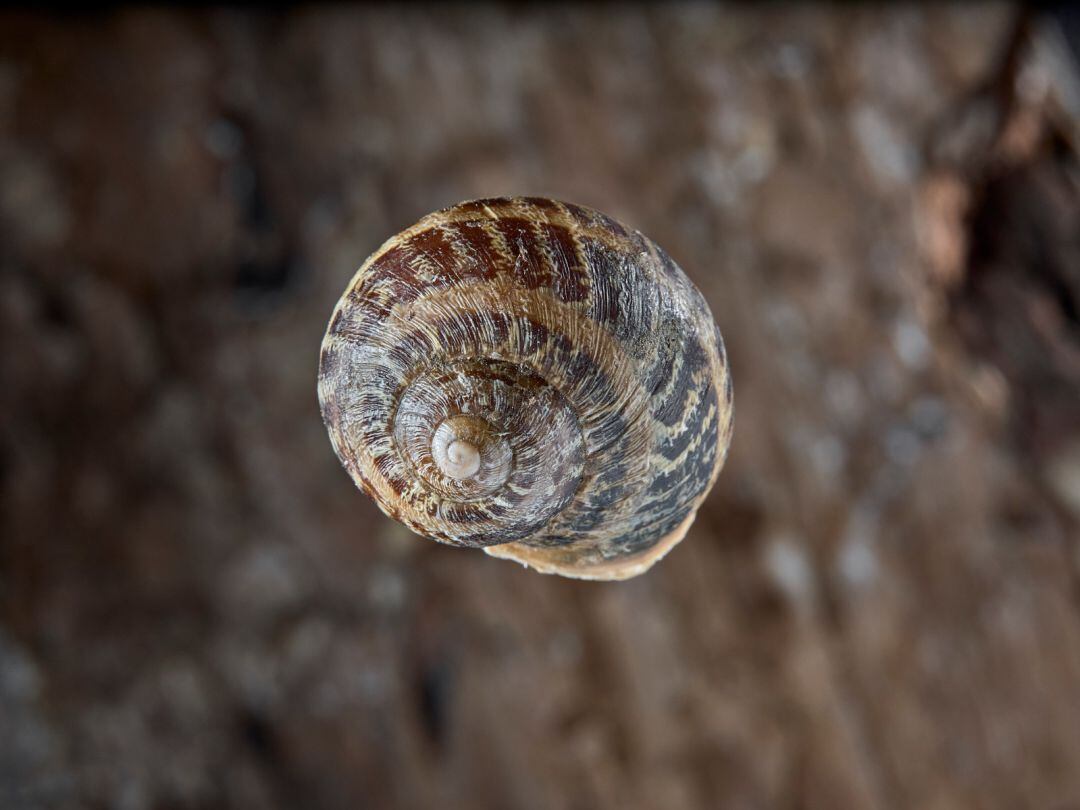 Caracol