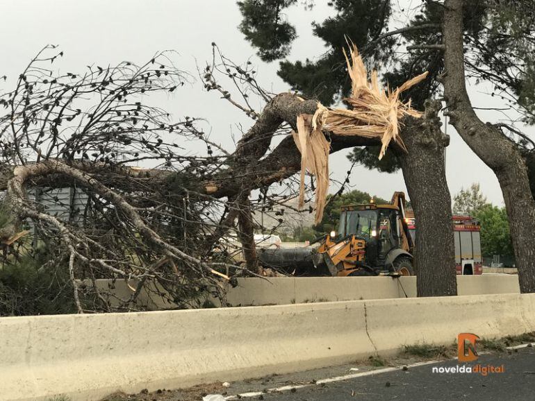 Caída de árbol en la carretera de Novelda a Aspe