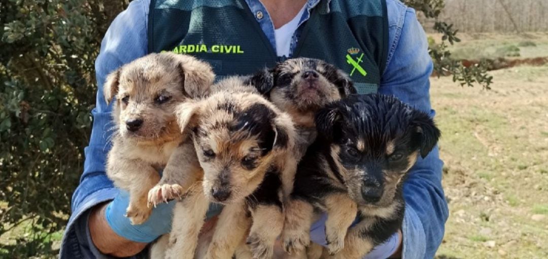 Los cachorros localizados fueron entregados a la protectora de animales