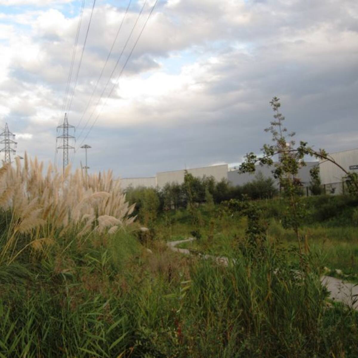 El Defensor del Pueblo admite la queja del PRC de Santander ante la "inacción" del Ayuntamiento contra el plumero de la Pampa
