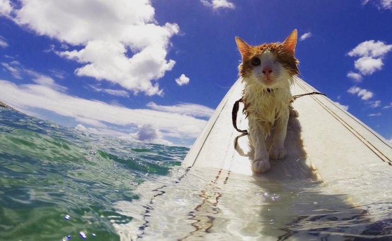 El gato hawaiano, al que le falta un ojo, disfruta subido a la tabla de surf.