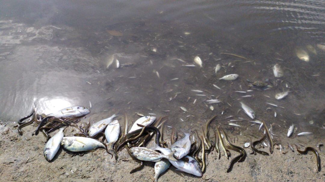 Peces muertos y otras especies marinas a orillas del Mar Menor.