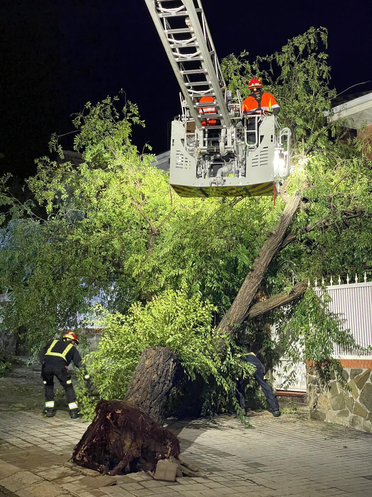 Árbol que arrancó la tormenta