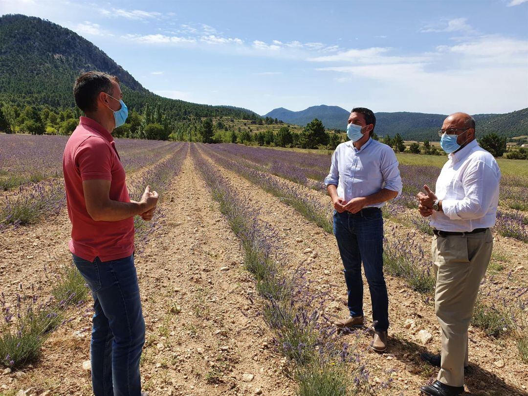 El consejero Antonio Luengo, junto al director del IMIDA, durante una visita el pasado verano a una plantación de lavanda en Cehegín