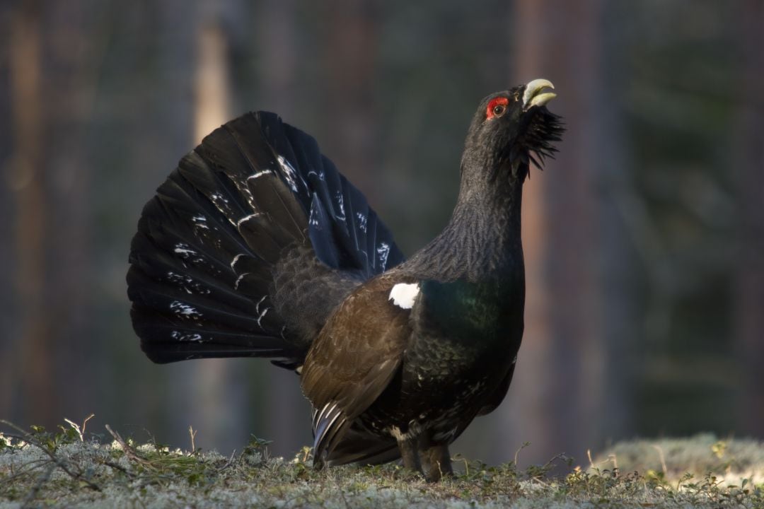 Un ejemplar de urogallo, durante el característico canto.