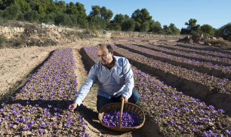 Manuel Ramírez, fundador de la cooperativa Safrà de Les Garrigues