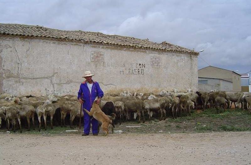 Pastor con un rebaño de ovejas en Villar de Cañas (Cuenca).