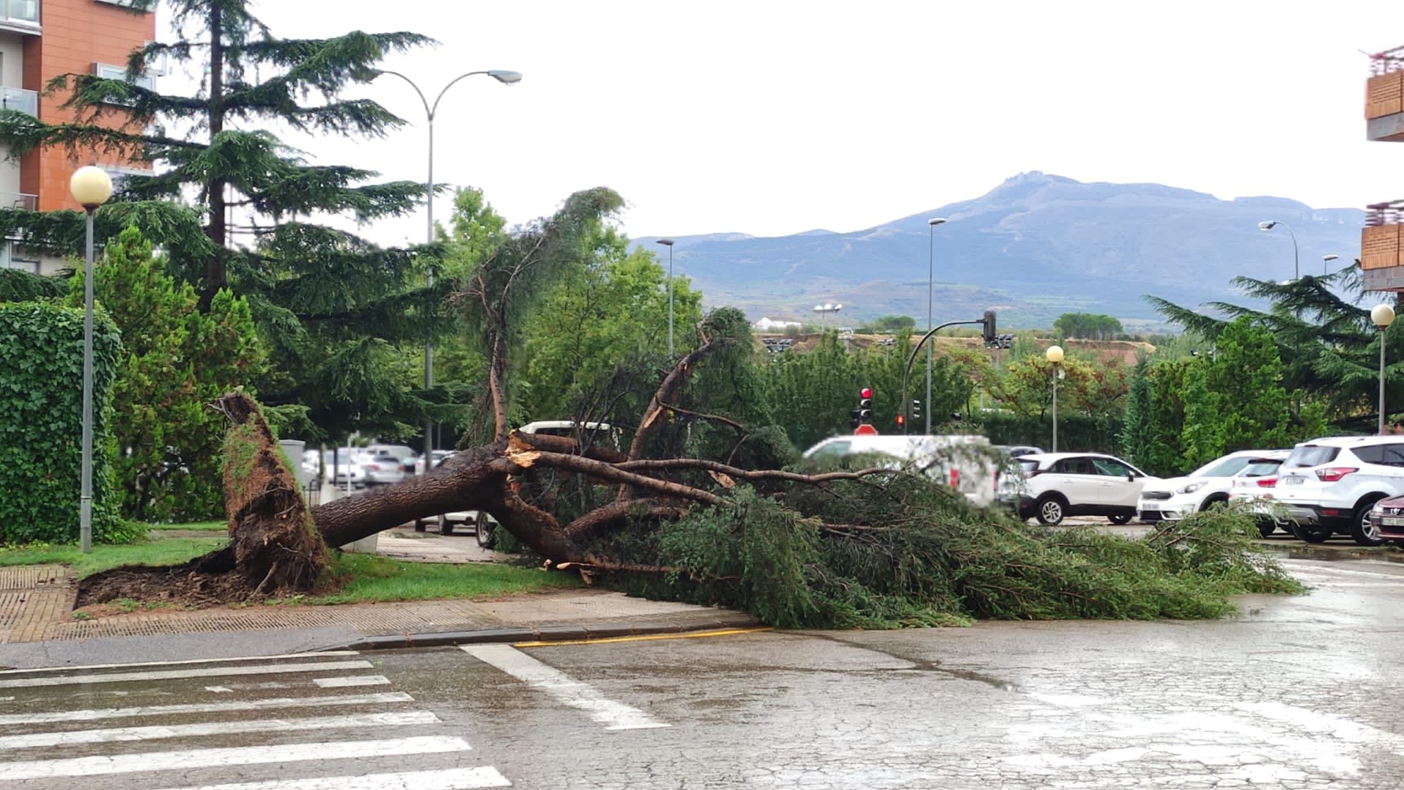 Árbol caído tras la fuerte tormenta en Arnedo